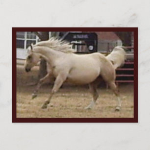 Spunky Palomino Briefkaart