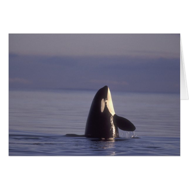 Spyhopping Orca Killer Whale (Voorkant Horizontaal)