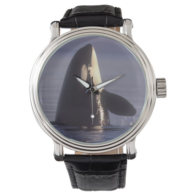 Spyhopping Orca Killer Whale Horloge (Voorkant)
