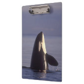 Spyhopping Orca Killer Whale Klembord (Links)