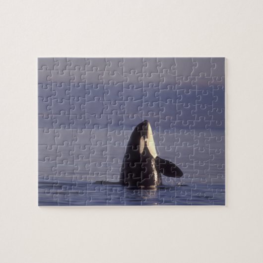 Spyhopping Orca Killer Whale Legpuzzel (Horizontaal)