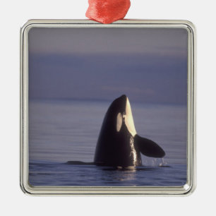 Spyhopping Orca Killer Whale Metalen Ornament