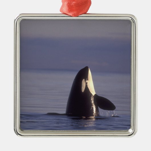 Spyhopping Orca Killer Whale Metalen Ornament (Voorkant)