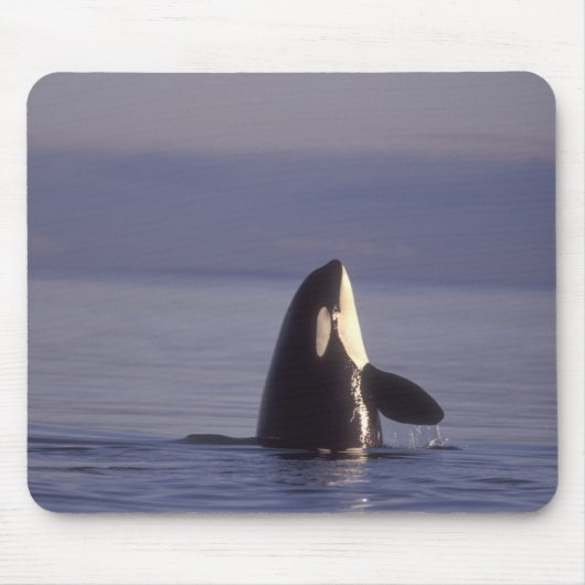 Spyhopping Orca Killer Whale Muismat (Voorkant)