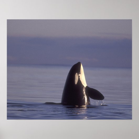 Spyhopping Orca Killer Whale Poster (Voorkant)