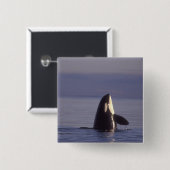 Spyhopping Orca Killer Whale Vierkante Button 5,1 Cm (Voorkant /achterkant)