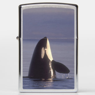 Spyhopping Orka Orka (Orca orcinus) nabij