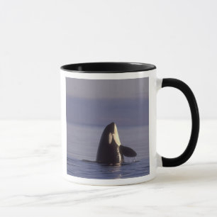 Spyhopping Orka Orka (Orca orcinus) nabij Mok