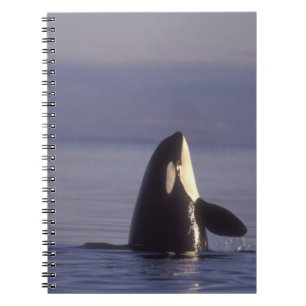 Spyhopping Orka Orka (Orca orcinus) nabij Notitieboek
