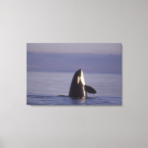 Spyhopping Orka Orka (Orcinus orca) nabij Canvas Afdruk