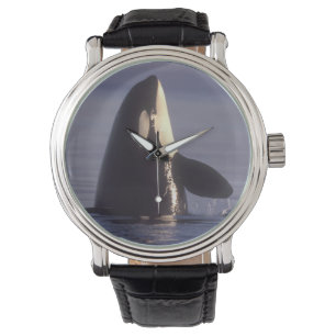 Spyhopping Orka Orka (Orcinus orca) nabij Horloge