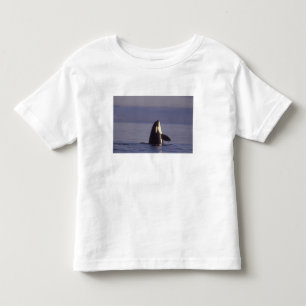 Spyhopping Orka Orka (Orcinus orca) nabij Kinder Shirts