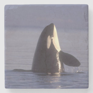 Spyhopping Orka Orka (Orcinus orca) nabij Stenen Onderzetter