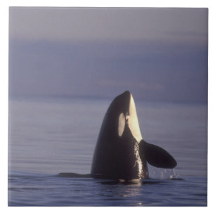 Spyhopping Orka Orka (Orcinus orca) nabij Tegeltje