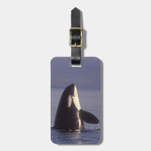 Spyhopping Orka Zwaardwalvis (Orca orcinus) nabij Bagagelabel