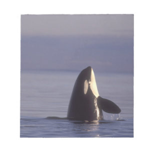 Spyhopping Orka Zwaardwalvis (Orca orcinus) nabij Notitieblok