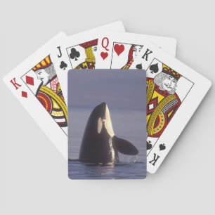 Spyhopping Orka Zwaardwalvis (Orca orcinus) nabij Pokerkaarten