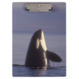 Spyhopping Orka Zwaardwalvis (Orka orcinus) nabij Klembord
