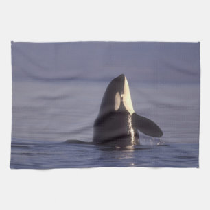 Spyhopping Orka Zwaardwalvis (Orka orcinus) nabij Theedoek