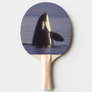 Spyhopping Orka Zwartvis (Orca orcinus) nabij Tafeltennisbatje