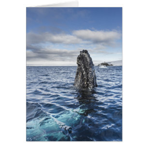 Spyhops de baleines à bosse   Baie Hope, Antarctiq