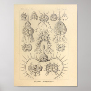  spyroidea-kleur Ernst Haeckel afdrukken Poster