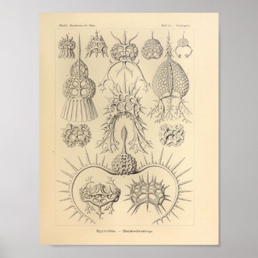 spyroidea-kleur Ernst Haeckel afdrukken Poster (Voorkant)