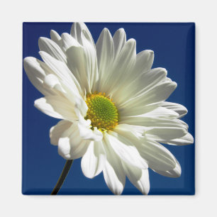 Square Daisy Magnet Magneet