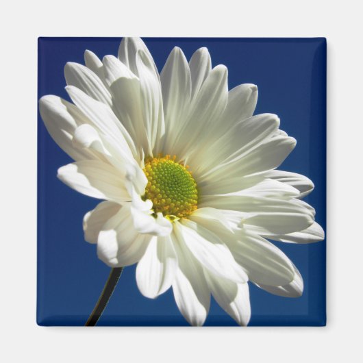 Square Daisy Magnet Magneet (Voorkant)