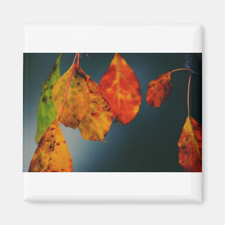 Square Magnet Magneet