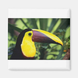 Square Magnet Magneet