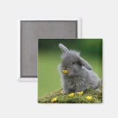 Square magnet magneet (Voorkant / Achterkant)