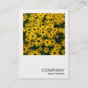 Square Photo 0338 - Black-eyed Susans (Rudbeckia H Visitekaartje