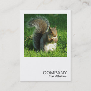 Square Photo 0552 - Gray Squirrel Eating Nuts Visitekaartje