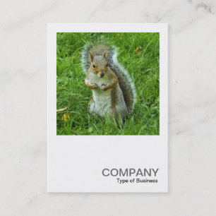 Square Photo 0553 - Startled Gray Squirrel Visitekaartje