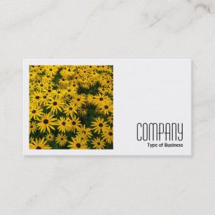 Square Photo (v2) - Black-eyed Susans (Rudbeckia H Visitekaartje