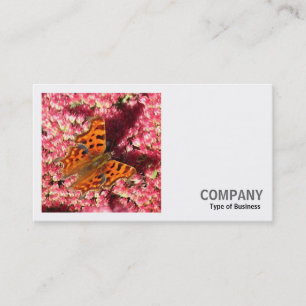 Square Photo (v2) - Comma Butterfly on Sedum Visitekaartje