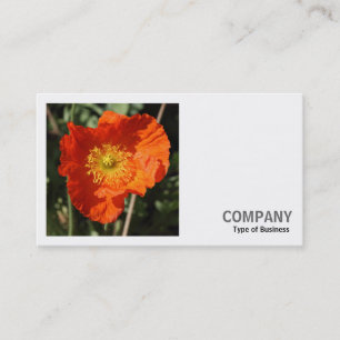 Square Photo (v2) - Welsh Poppy (Oranje) Visitekaartje