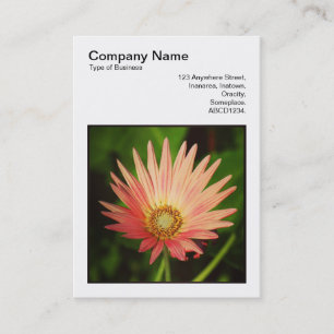 Square Photo (v3) - African Daisy Visitekaartje