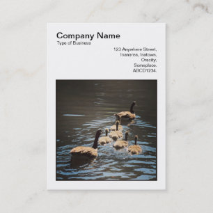Square Photo (v3) - Canada Geese and Goslings Visitekaartje