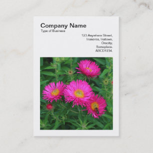 Square Photo (v3) - Michaelmas Daisies 02 Visitekaartje