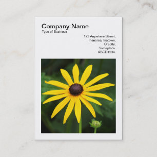 Square Photo (v3) - Rudbeckia hirta Visitekaartje
