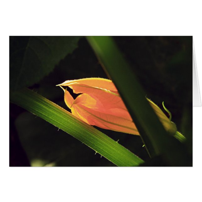 Squash Blossom (Voorkant Horizontaal)