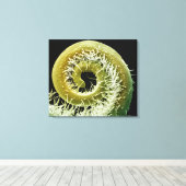 Squash-Plant tendril Canvas Afdruk (Insitu (Houten vloer))