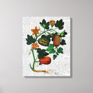 Squash Vine 1 Canvas Afdruk