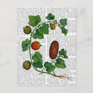 Squash Vine 3 Briefkaart