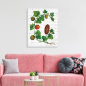 Squash Vine 3 Canvas Afdruk (Insitu (Woonkamer))