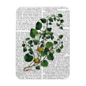 Squash Vine 4 Magneet (Verticaal)