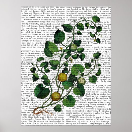 Squash Vine 4 Poster (Voorkant)