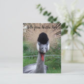 Squawk ! ! Carte postale (Debout devant)
